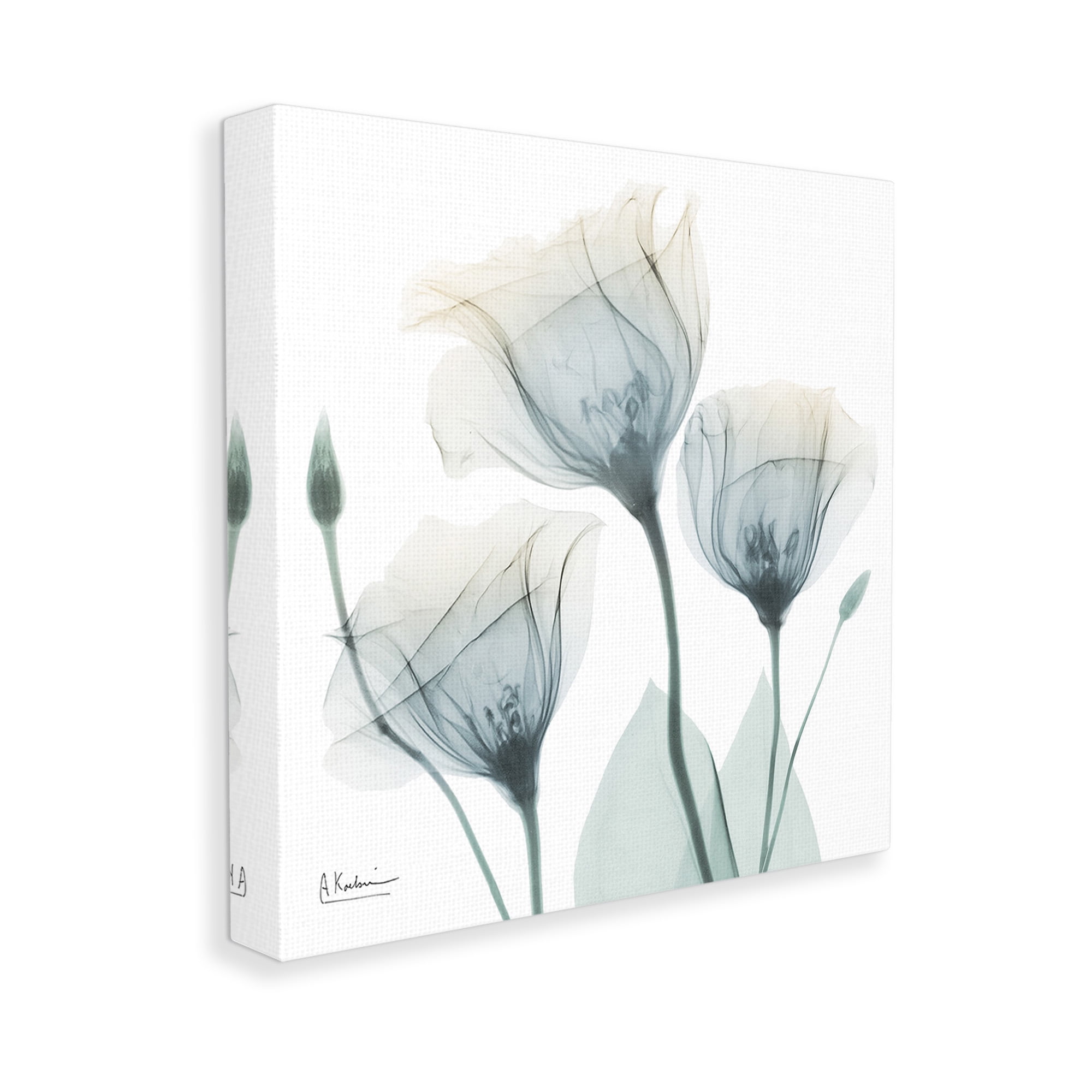 Stupell Industries Soft Opaque Tulips Botanical & Floral Photography Gallery Wrapped Canvas Art Print Wall Art, 36 x 36