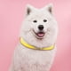 thumbnail image 4 of Collar de perro con Flash Ajustable Glow Neck Loop Arnés de perro luminoso Suministros de nylon Accesorios Luz de noche LED para Pet , amarillo, l Yinane Collar luminoso, 4 of 8