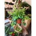 thumbnail image 2 of 6 inch pot -Premium Goldfish Plant,(Nematanthus ‘Shady Lady Marlene) super green shiny color, Indoor outdoor - Get similar to the picture, 2 of 7
