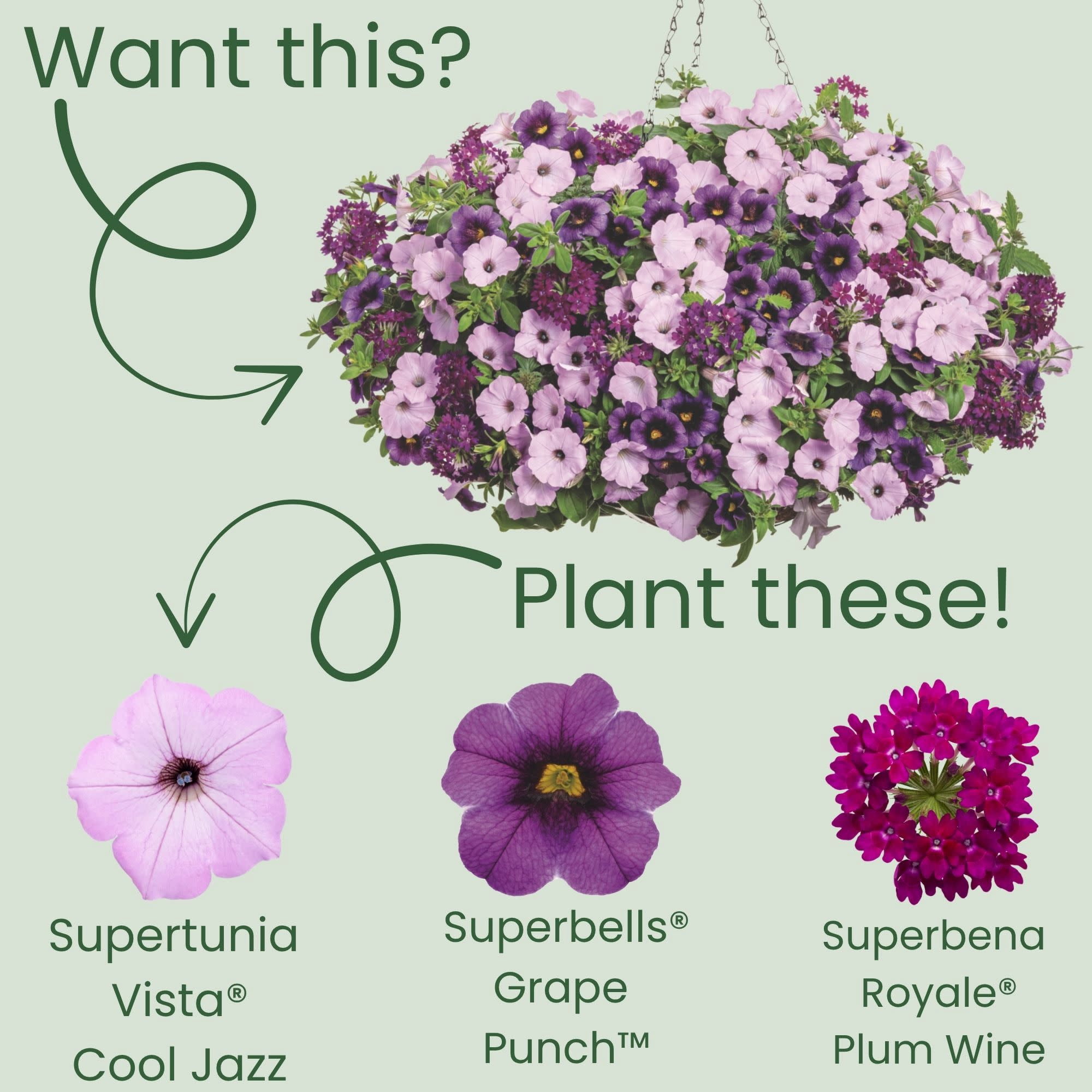Proven Winners 4" Pink Supertunia Vista Cool Jazz Petunia Live Plant in 4.25" Pot (4 Count)