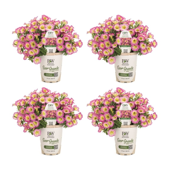 Proven Winners 4" Pink Supertunia Daybreak Charm Petunia Live Plant in 4.25" Pot (4 Count)