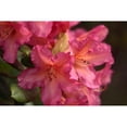 thumbnail image 3 of Crane, Rita 24x17 Black Modern Framed Museum Art Print Titled - Exotic Rhodies V, 3 of 5