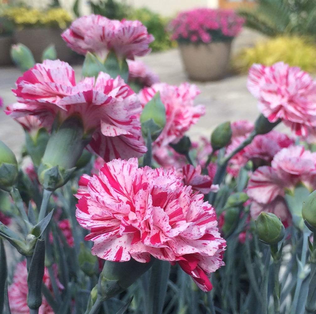 dianthus pinball wizard dianthus pinball wizard