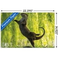 thumbnail image 3 of The Comedy Wildlife Photography Awards: Otter Kwek - Ballerina Wall Poster with Push Pins, 14.725" x 22.375", 3 of 4