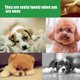 thumbnail image 3 of Juguete de peluche para mascotas, juguete de peluche chirriante, muslos de pollo apretujados, almohada de pierna de pollo para mascotas, gatos y perros, juguete de peluche chirriante para perros y, 3 of 8
