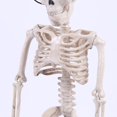 thumbnail image 3 of Halloween Poseable Skeleton Party Prop Decor Human Anatomy Model, 3 of 4