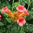 thumbnail image 2 of Trumpet Creeper SeedsITSC&nbsp;Campsis Radicans Attract Hummingbirds, Bees, and Butterflies Low Maintenance Fast Growing Deciduous Vine Trellis Outdoor Arbor 25Pcs Flower Seeds by YEGAOL Garden, 2 of 3