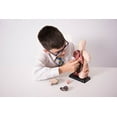 thumbnail image 4 of Human Torso - Anatomically Accurate Model Kit, 4 of 6