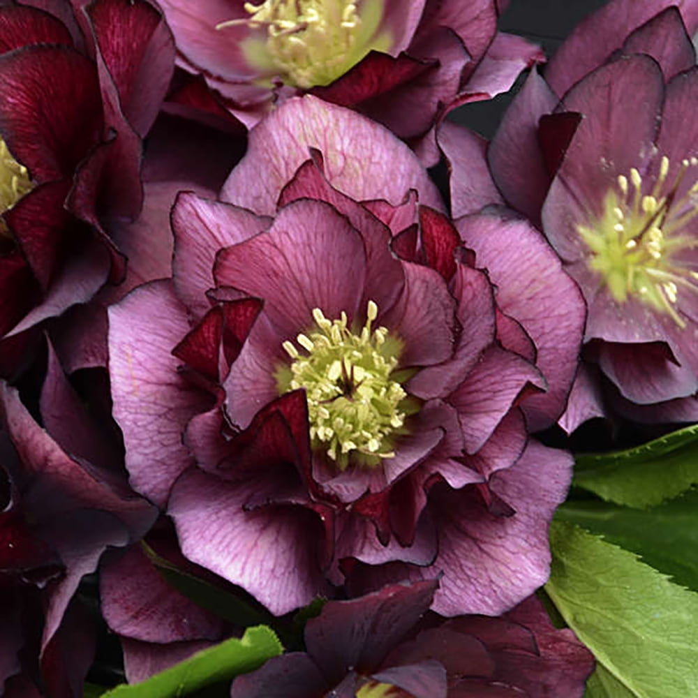 Wedding Party™ True Love Christmas/Lenten Rose Helleborus Gallon Pot