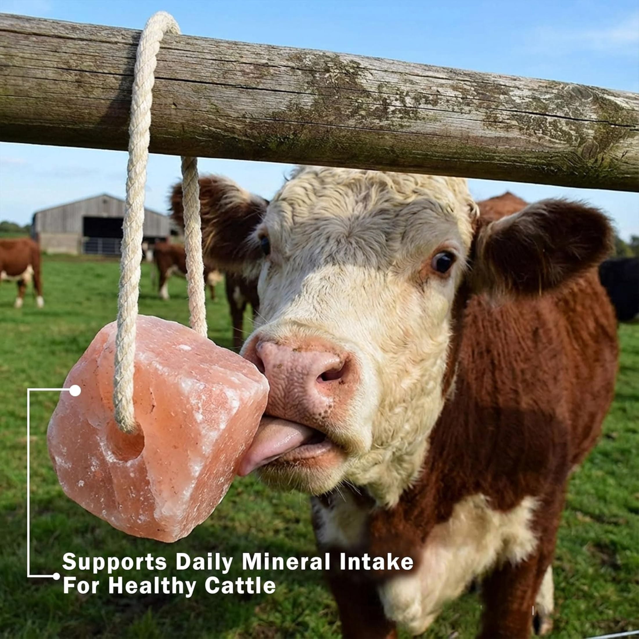 (2 pack) Organic Pink Himalayan Salt Lick - Equine