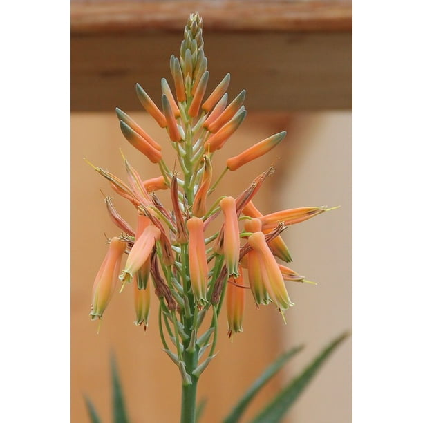 Canvas Print Blossom Asphodelus Family Bloom Aloe Vera Bloom Stretched Canvas 10 X 14 Walmart Com Walmart Com