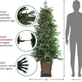 thumbnail image 5 of Northlight Real Touch™️ Pre-Lit Potted Oregon Noble Fir Slim Artificial Christmas Tree - 6' - Warm, 5 of 6