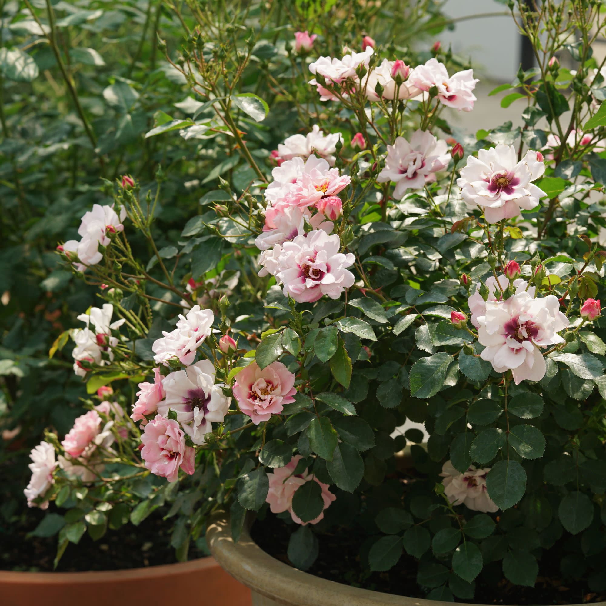 Proven Winners ColorChoice 5" Ringo Double Pink Rose Live Plant in 4.5" Pot (4 Count)