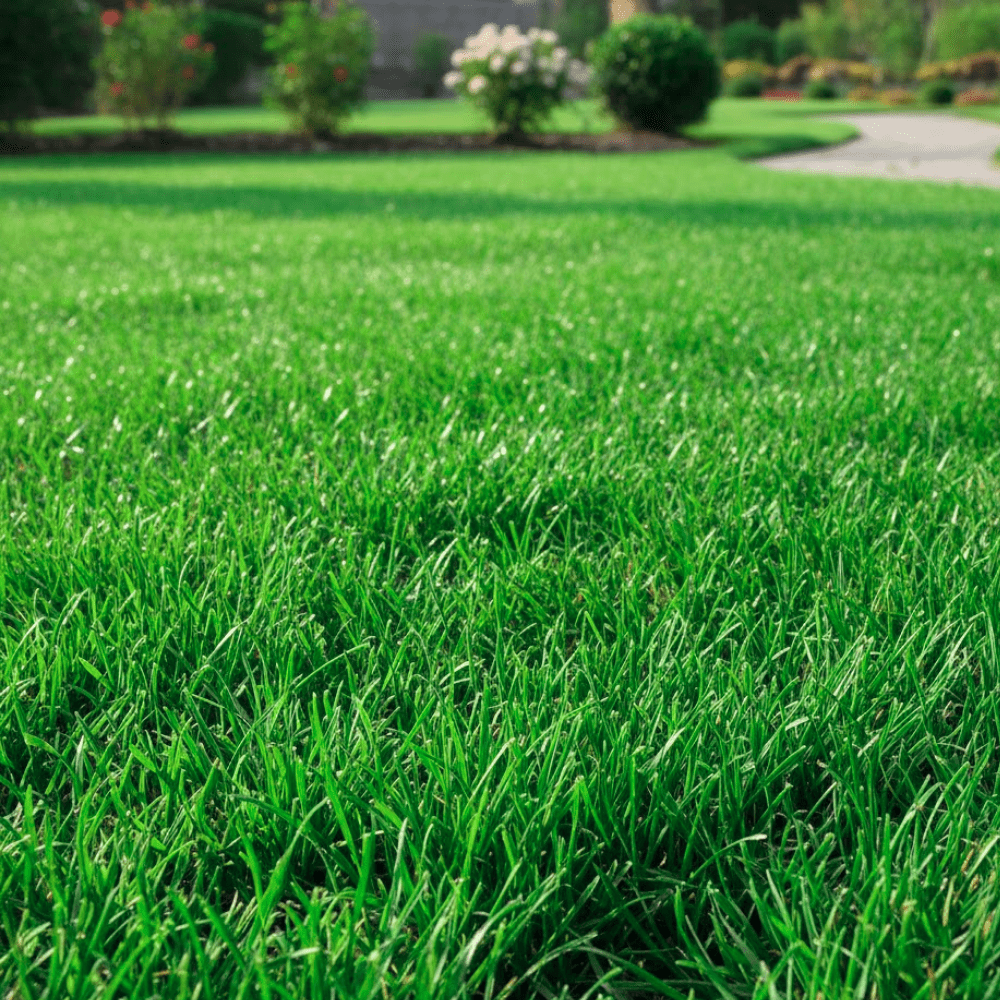 Zenith Zoysia Grass Seed for Lawn - 6 Lbs. Bag - Walmart.com