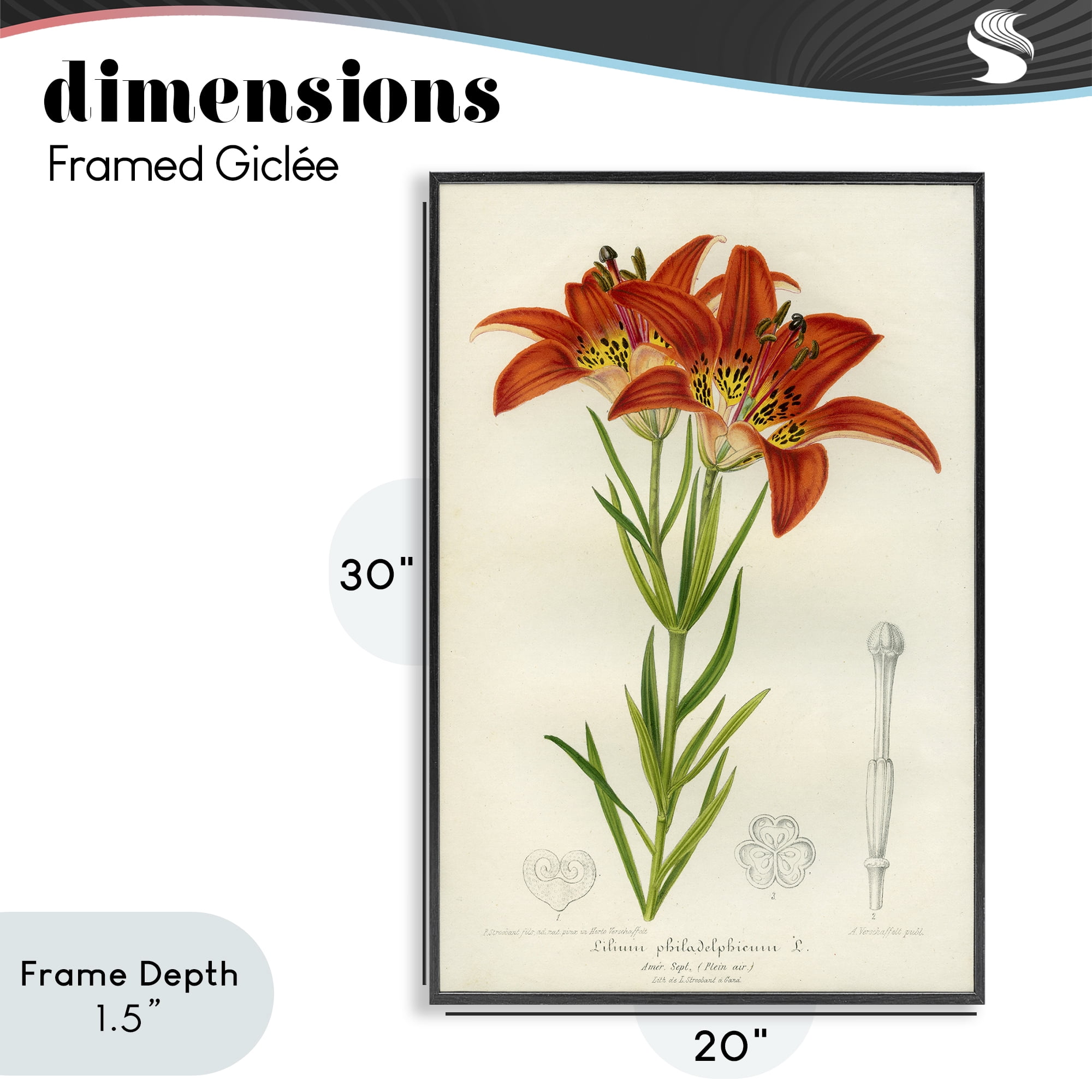 Stupell Industries Western Red Lily Black Framed Giclee Art, design by Print Collection