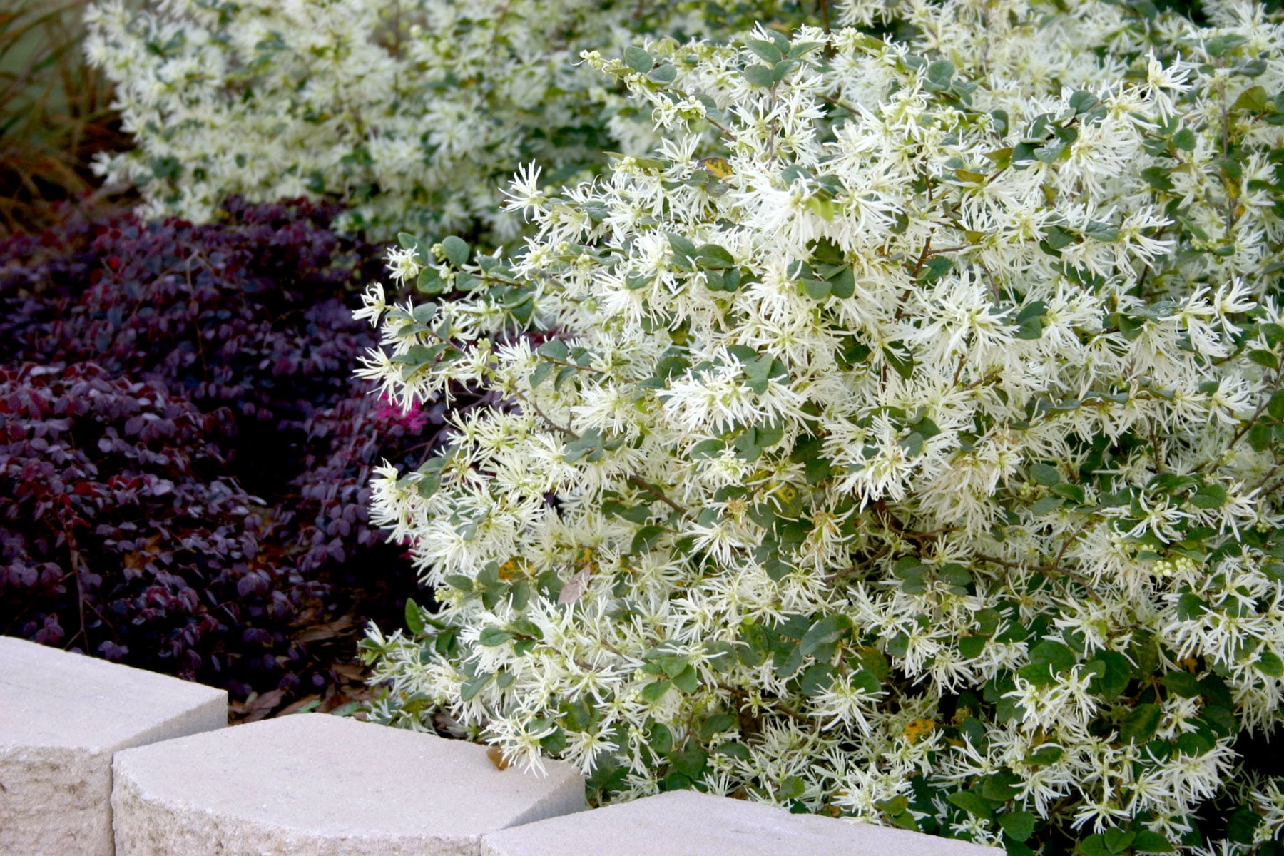 Southern Living Emerald Snow Loropetalum Live Shrub in 2-Gallon Grower Pot