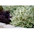 thumbnail image 2 of Southern Living Emerald Snow Loropetalum Live Shrub in 2.5-Quart Grower Pot, 2 of 6
