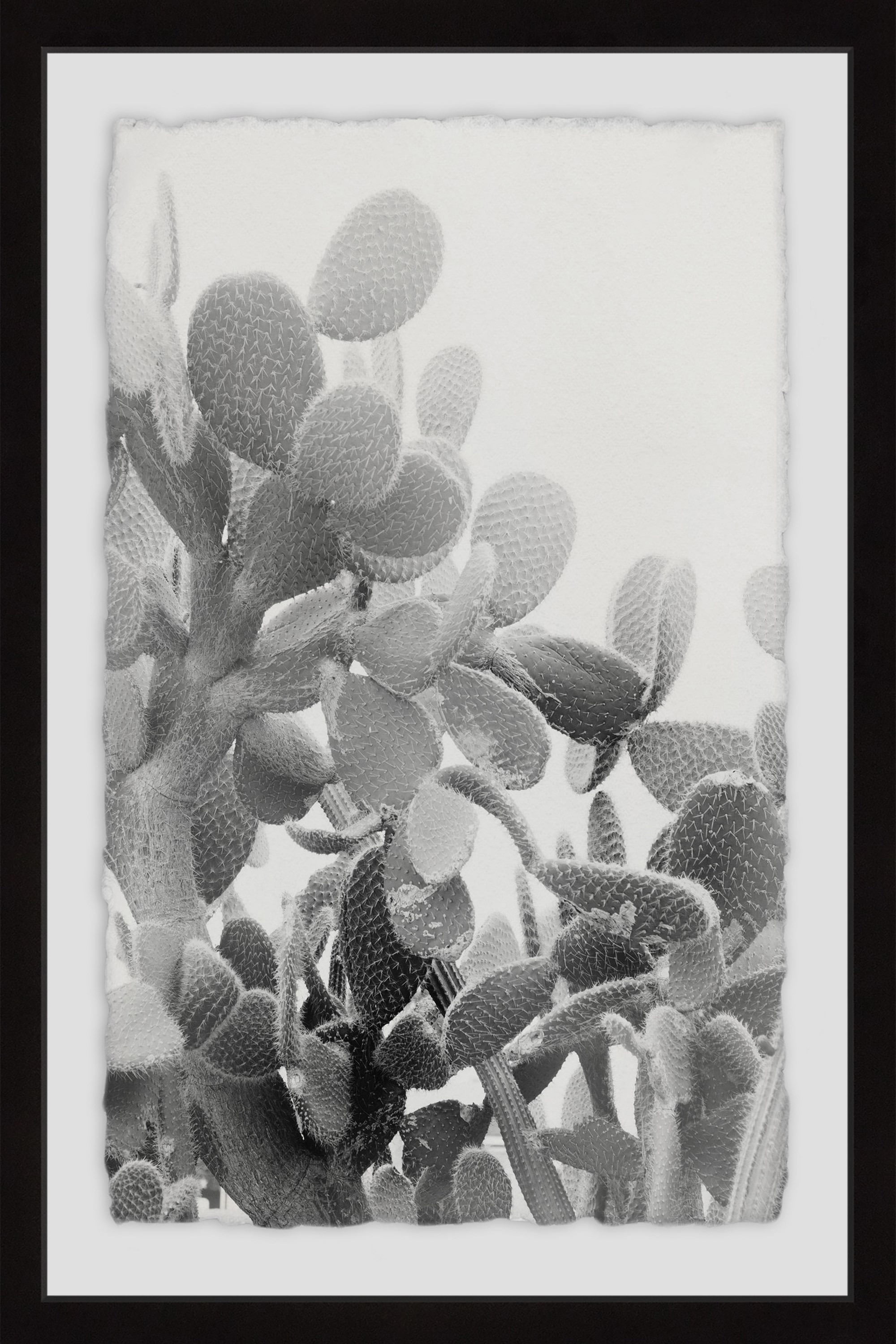 Round Succulent Stems Framed Painting Print