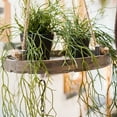 thumbnail image 6 of Artificial Faux Usnea Vine Stem 22" Long, 6 of 11