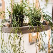 Artificial Faux Usnea Vine Stem 22 Long
