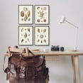 thumbnail image 2 of Stupell Industries Seashell Aquatic Life Latin Studies Detailed Beach Nature Graphic Art Black Framed Art Print Wall Art, Set of 4, Design by Knorr, 2 of 5