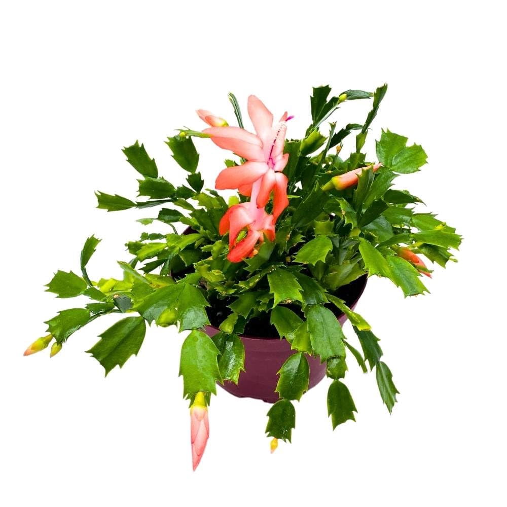 BubbleBlooms Christmas Cactus, 6-inch Holiday Crab Plant, Thanksgiving Seasonal Flowering