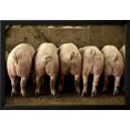 thumbnail image 2 of Large White Pigs Rear View, Lined Up in Pen, Framed Art Print Wall Art Sold by Art.Com, 2 of 5