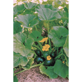 thumbnail image 2 of TomorrowSeeds - Cupcake Squash Seeds - 60+ Count - For 2026 Planting Round Dark Green Summer Squash, 2 of 9
