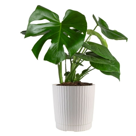 Plant with Benefits by Costa Farms 24" Monstera House Plant in 10" Decor Pot