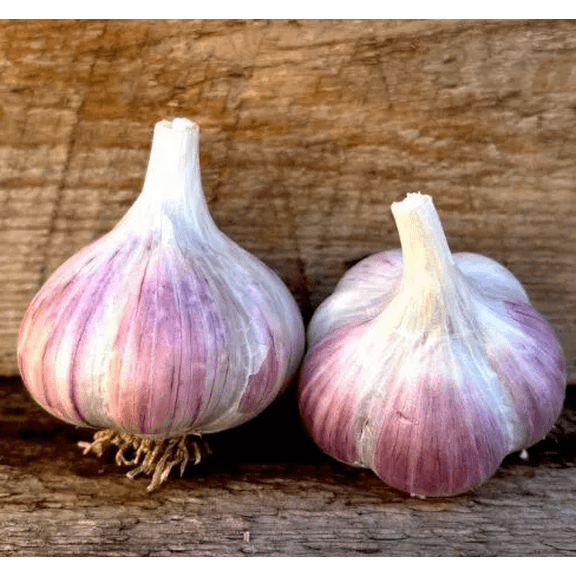 4 Bulbs Red Russian Garlic for Planting, Heirloom Garlic Bulbs for Planting Home Vegetable Garden