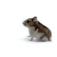 thumbnail image 2 of Hamster Wall Decal by Wallmonkeys Peel and Stick Graphic (18 in W x 16 in H) WM173873, 2 of 4