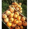 thumbnail image 6 of TomorrowSeeds - Winter Luxury Pie Pumpkin Seeds - 20+ Count - For 2026 Planting Gourmet Golden Fine, 6 of 9