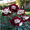 A, variant on Rose, Low Maintenance - Easy Grow - Ideal for Beds Borders, Plant Pots & Planters