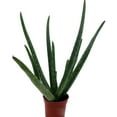 thumbnail image 3 of Aloe Vera in 2.5" Pot - Medicine Plant/Burn Plant/Miracle Plant, 3 of 4