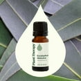 thumbnail image 2 of Plant Therapy Eucalyptus Globulus Essential Oil 10 mL (1/3 oz) for Diffuser, Skin, Hair, Aromatherapy DIYs, and Clear Breathing, 100% Pure, Undiluted, Natural Aromatherapy, 2 of 7