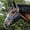 Royal Blue, variant on Jeffers Equine Arabian Nylon Horse Halter – Adjustable Equestrian Tack for Arabians, Full Size Horses, ¾" Wide, 2 Ply Nylon Webbing for Strength & Comfort, Cast Hardware, Travel Friendly - Dark Green