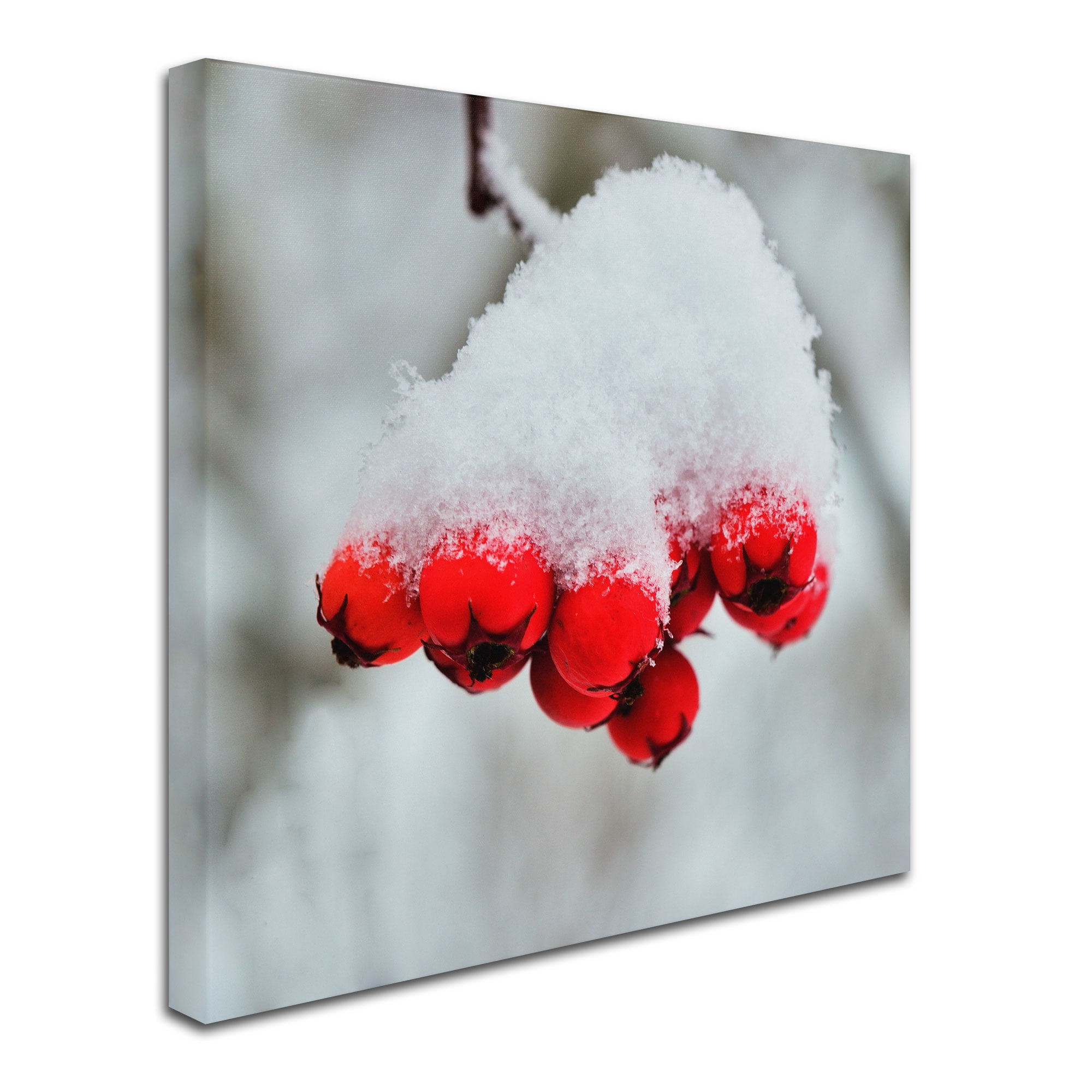 Trademark Fine Art "Winter Berry Close-Up" Canvas Art by Kurt Shaffer