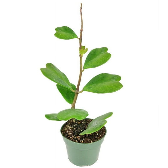 Rare Trailing Hoya Kerrii Heart (4"  Plastic Pot) - Easy to Care Houseplant