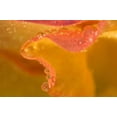 thumbnail image 2 of Rotenberg, Nancy 14x11 White Modern Wood Framed Museum Art Print Titled - Abstract of flower petal edge in the rain, 2 of 4