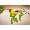 thumbnail image 2 of Jaynes Gallery 24x17 Gold Ornate Wood Framed with Double Matting Museum Art Print Titled - USA-Colorado-Fort Collins Male American goldfinch close-up, 2 of 4