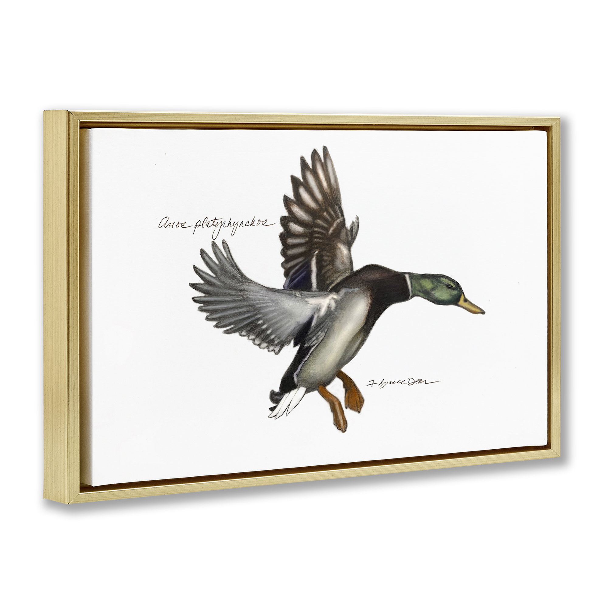 Stupell Industries Flying Mallard Duck Animals & Insects Painting Gold Floater Framed Canvas Art Print Wall Art, 25 x 17