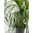 thumbnail image 5 of Indoor Stumpy Palm, Very Large Stump in 6 inch Pot, 5 of 7