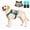 Military green, variant on SAVIOR COOL Comfort Dog Cooling Vest for Medium Large Dogs, Soft Summer Cooling Harness with 4 Cold Source, SPF 50+ Sun Guard, Breathable Reflective Jacket for Hot Weather Safety