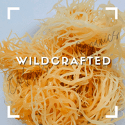 Sea Moss | Wildcrafted | Raw | Sundried | Mineral Rich | Makes 24 Ounces of Gel