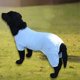 thumbnail image 4 of Summer Dog Clothes Breathable Anti-uv Elastic Large Dog Sun Protection Clothing Pet Four-legged Clothes, 4 of 4