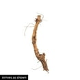 thumbnail image 5 of Cascade Hops Vine Dormant Bare Root Starter Plant - 1 starter plant per offer, 5 of 5