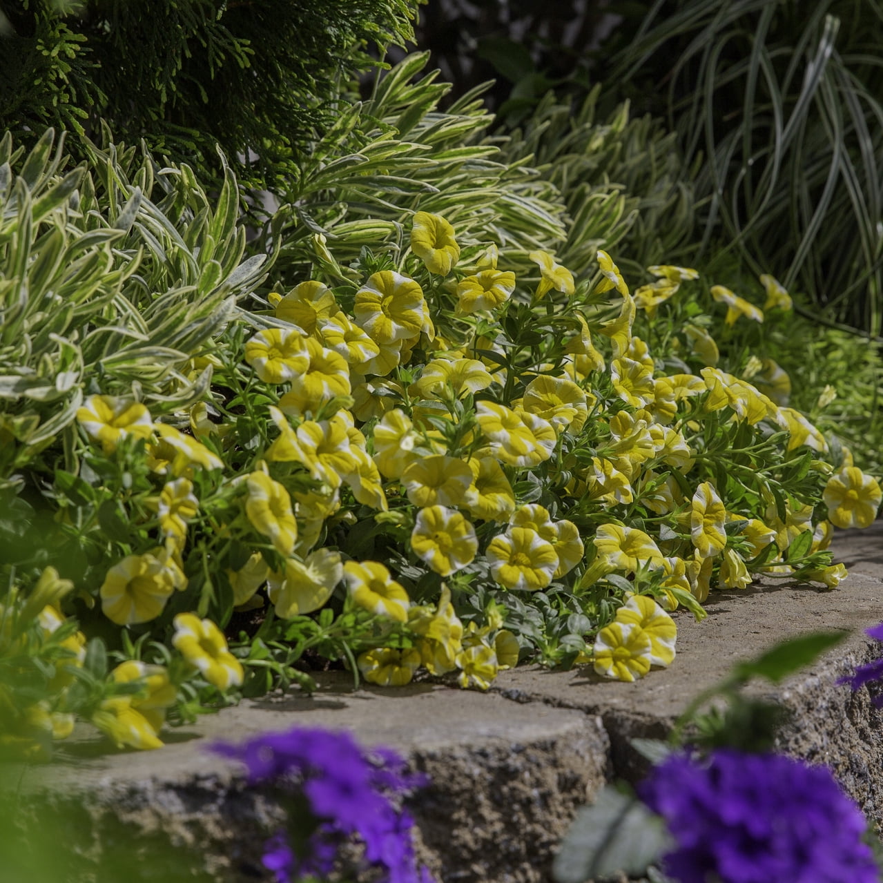Proven Winners 1.5PT Yellow Calibrachoa Live Annual Plant Sun 5-Pack