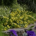 thumbnail image 4 of Proven Winners 1.5PT Yellow Calibrachoa Live Annual Plant Sun 5-Pack, 4 of 6