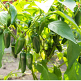 thumbnail image 3 of Jalapeno Plants Live for Planting, Hot Pepper Plants, Green Jalapeno Pepper Plants for Outdoor Garden 3 to 5 Inc Tall in 4" Pot, 3 of 6