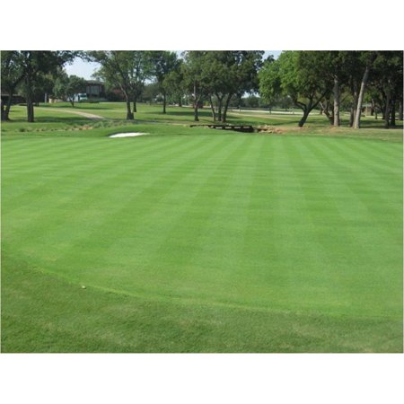 HTYSUPPLY Creeping Bent Grass  1 Pound